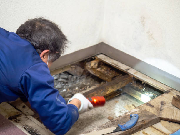 Best Local Mold Removal Service  in Exmore, VA