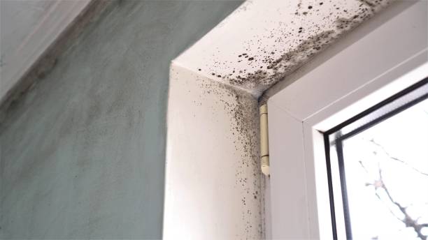 Best Residential Mold Removal  in Exmore, VA