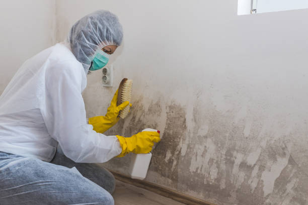 Best Crawl Space Mold Removal  in Exmore, VA