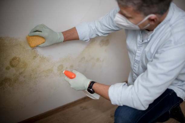 Best Mold Damage Repair  in Exmore, VA