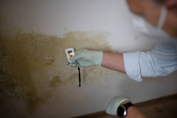 Best Mold Removal Company Near Me  in Exmore, VA