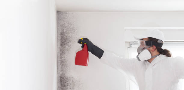 Best Home Mold Removal  in Exmore, VA