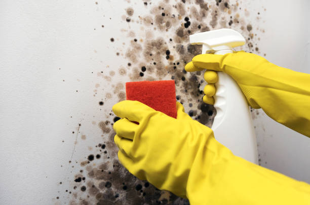 Best Attic Mold Removal  in Exmore, VA