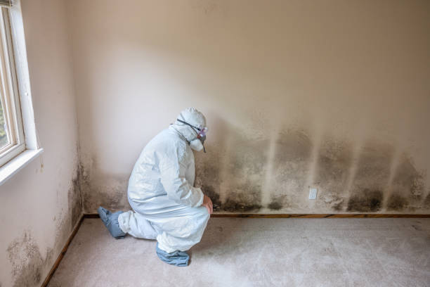 Best Mold Remediation  in Exmore, VA
