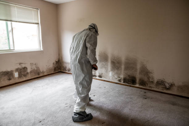 Best Same-Day Mold Removal  in Exmore, VA