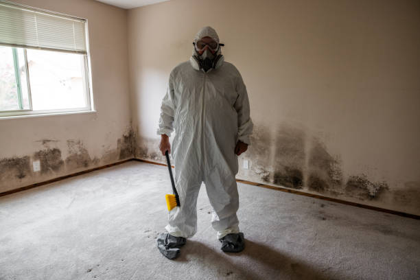 Best Black Mold Removal  in Exmore, VA