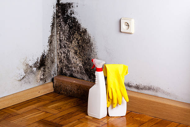 Best Fast Mold Removal  in Exmore, VA