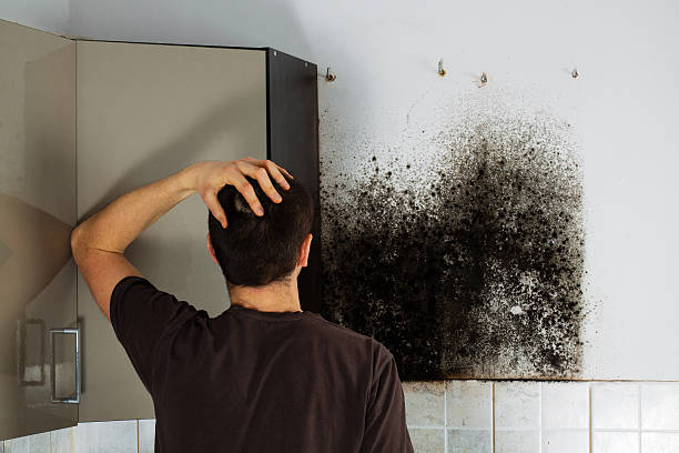 Best Best Mold Removal Companies  in Exmore, VA