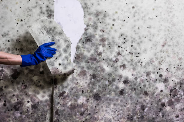 Best Commercial Mold Removal  in Exmore, VA