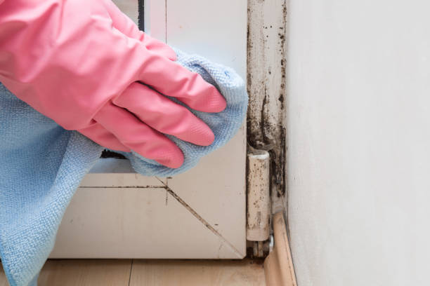 Professional Mold Removal in Exmore, VA