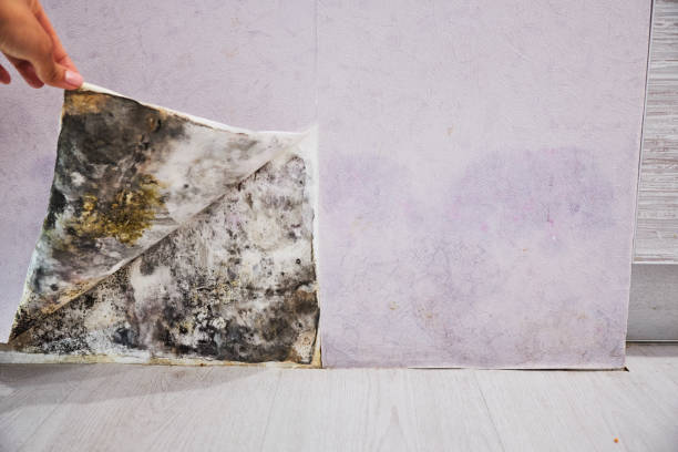 Best Mold Removal Near Me  in Exmore, VA